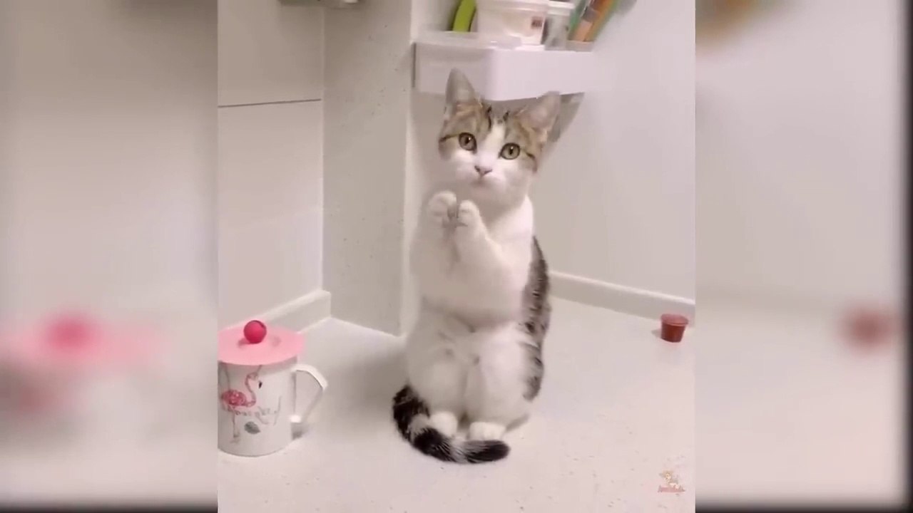 Baby Cats - Cute and Funny Cat Videos Compilation   Aww Animals