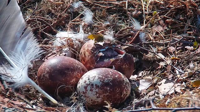 Video footage and images of the osprey chick at Loch of the Lowes Wildlife Reserve