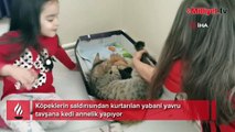 Yavru tavşana kedi annelik yapıyor