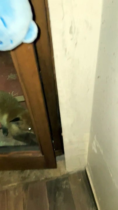 Fox Steals Stuffed Toy
