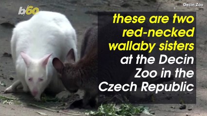 Wallaby Sisters Swap Babies and Share the Burden of Motherhood at Czech Zoo