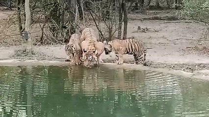 रणथम्भौर से रामगढ़ में बाघिन शिफ्टिंग का रास्ता साफ