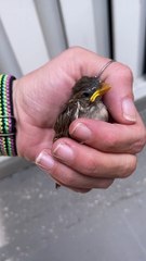 Woman Reunites Lost Baby Bird With Parents
