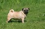 Pugs shouldn't be considered as 'typical dogs', experts say