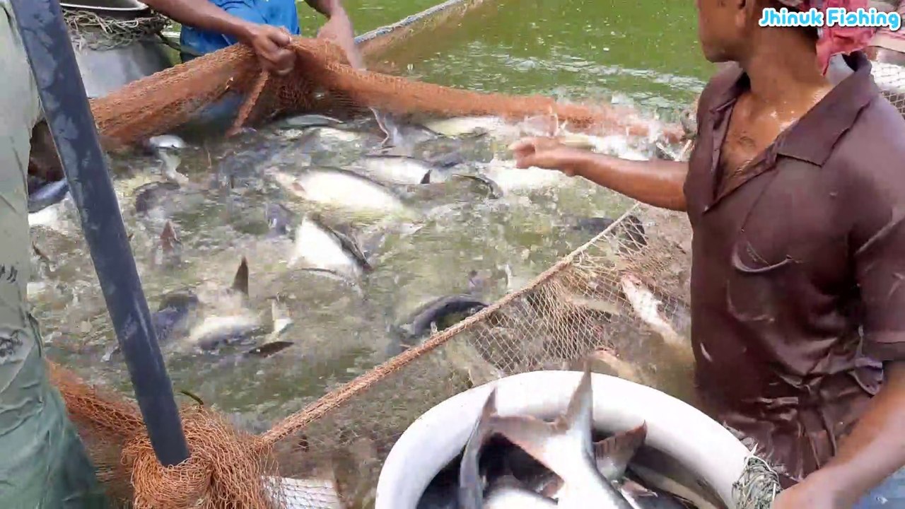 Amazing Village Net Fishing Video - Traditional Fisherman Catching Fish With Long Net