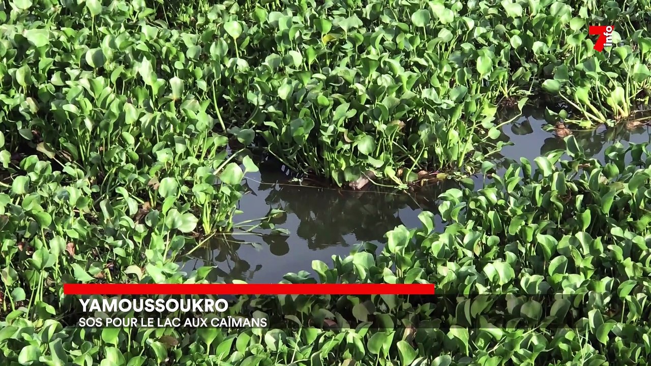 Yamoussoukro : SOS pour le lac aux Caïmans