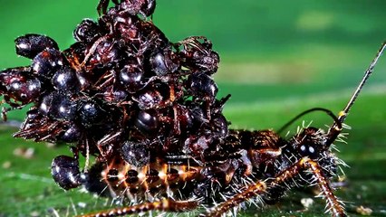 TOP 10 ANIMALES EXTREMADAMENTE RAROS