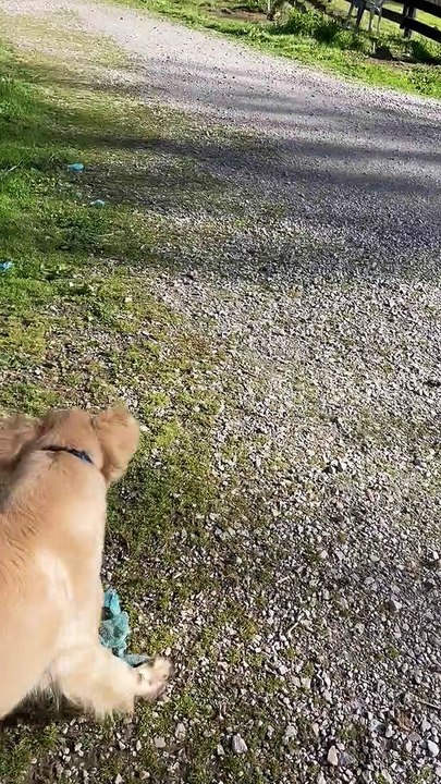 Chunky Dog Gets Stuck in Hole