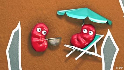 How do the kidneys work?