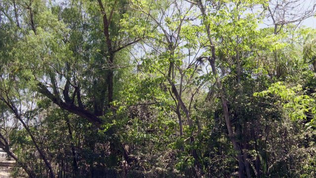 En el abandono el bosque de las iguanas en Valle de Banderas | CPS Noticias Puerto Vallarta