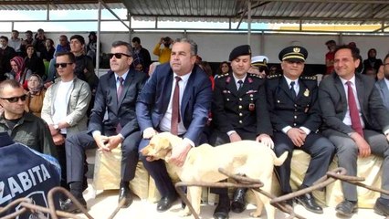 Balıkesir'de 19 Mayıs törenlerinde protokol tribüne çıkan köpek ilginç görüntüler oluşturdu