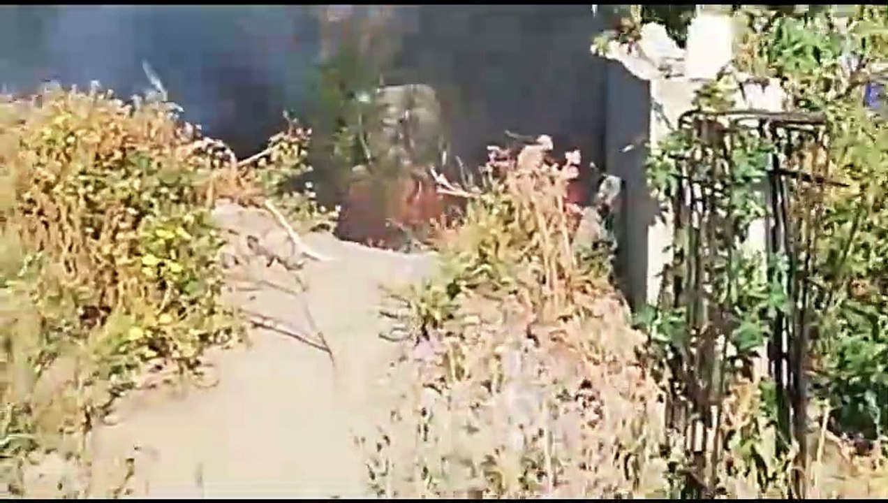 Incendio Reggio