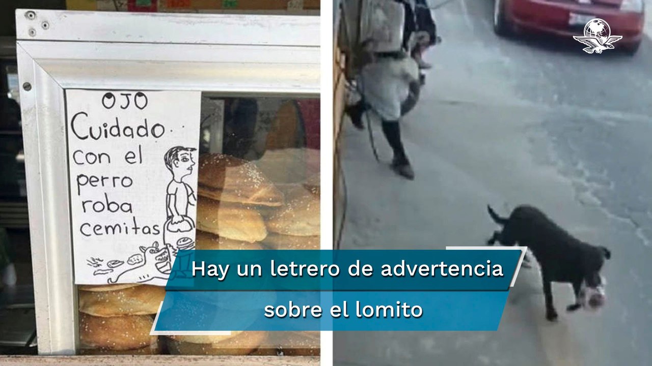Graban en acción al perro roba-cemitas