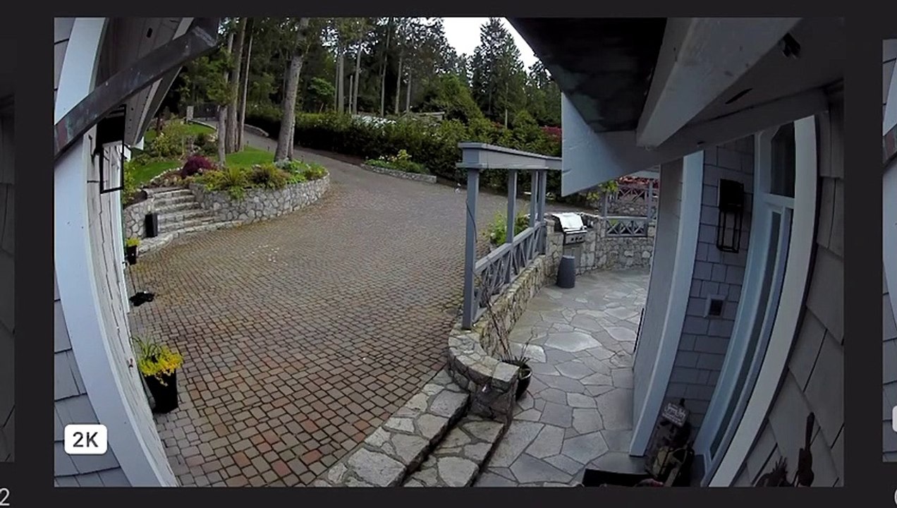 Pet Goose Gets Attacked by Eagle