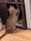 Cats Engage In Synchronized Play Fight