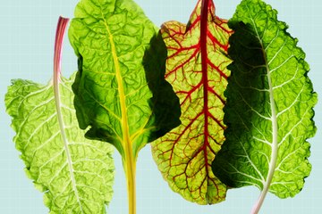 What Is Chard? A Nutritious Green 🌱