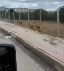 Download Video: Elazığ'da dağ keçileri şehir merkezine indi