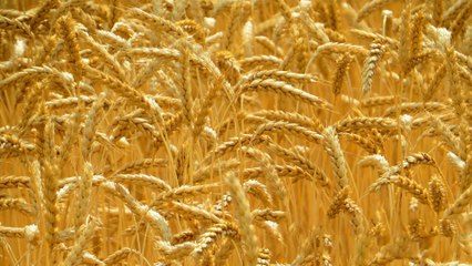 دور روسيا وأوكرانيا في سوق القمح العالمية