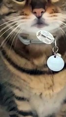 Feline Food Fiend Caught in the Act