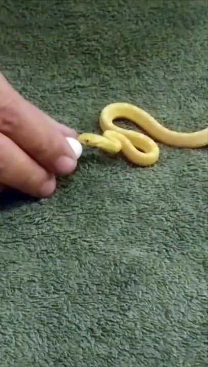 It's just a small snake | ثعبان صغير ولكن 