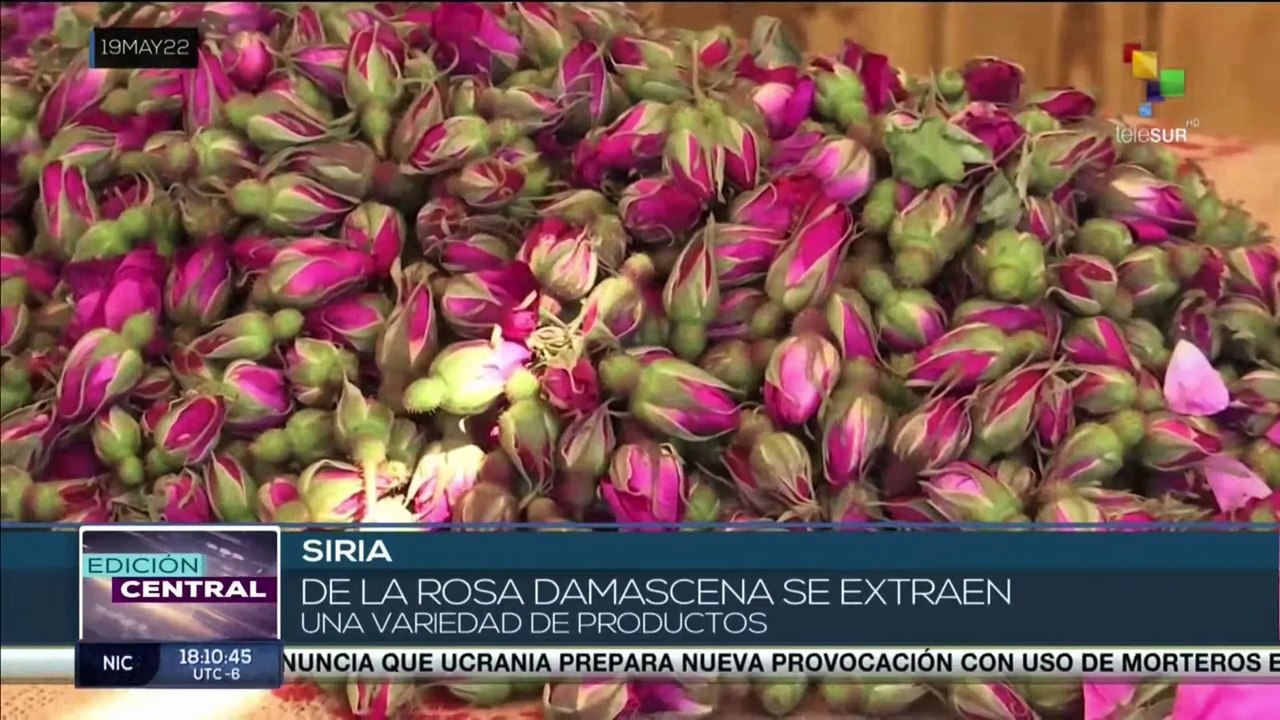 Siria inicia Festival de la Cosecha de la Rosa de Damasco