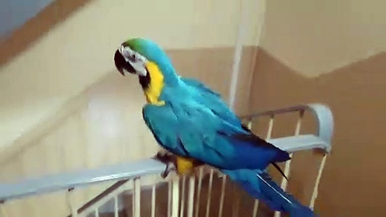 Maniek wchodzi na schody