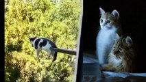 cool and cute cat compilation - super cat ( kompilasi kucing lucu dan keren )