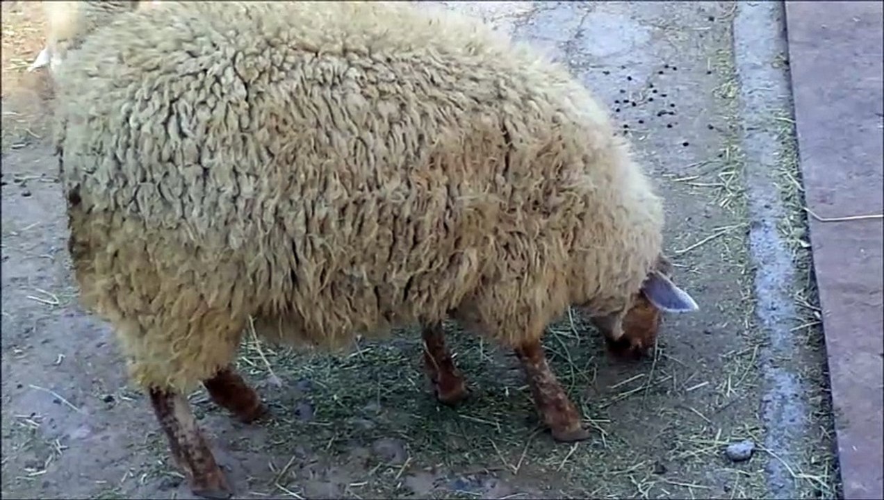oveja lechera