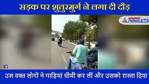 पाकिस्तान के कराची में  चीड़ियाघर से भागा शुतुरमुर्ग,  डर के मारे लोगों ने किया कुछ