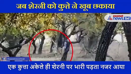 जंगल में शेरनी और कुत्ते की भिड़ंत का हैरतअंगेज वीडियो,   34 सेकंड में  ऐसे   भौंकते हुए भारी पड़ा डॉगी