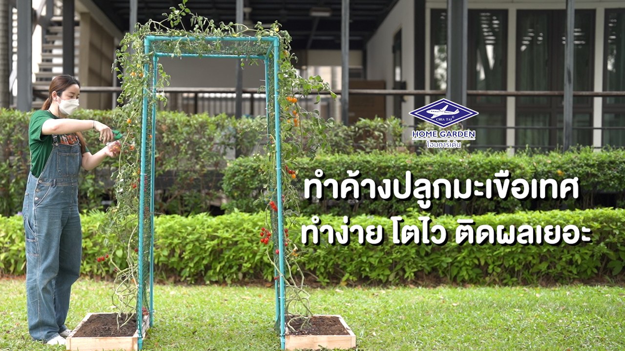ทำค้างปลูกมะเขือเทศ ทำง่าย โตไว ติดผลเยอะ