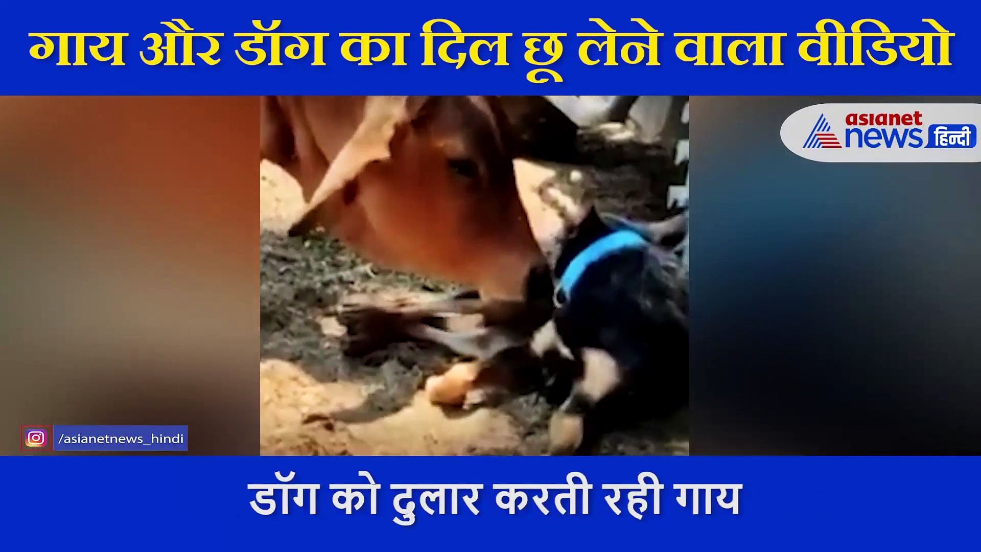गाय और डॉग का दिल छू लेने वाला वीडियो, मां की तरह करती रही दुलार