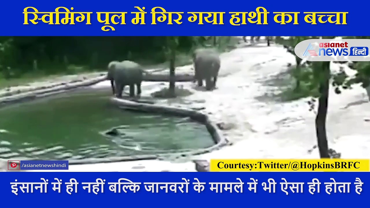 स्विमिंग पूल में गिर गया हाथी का बच्चा तो बचाने को दौड़ पड़े माता-पिता, ऐसे बचाई जान