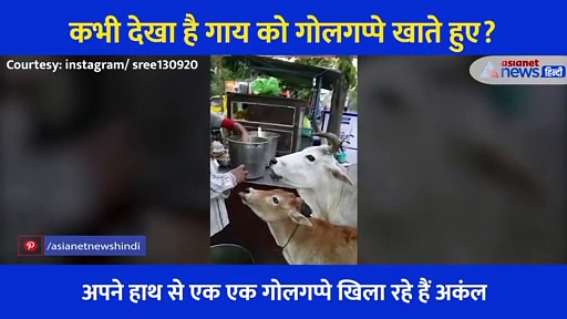 नमक मिर्च की शौकीन इस गाय ने चटकारे ले लेकर खाए गोलगप्पे, शख्स भी बिना गिने खिलाता रहा