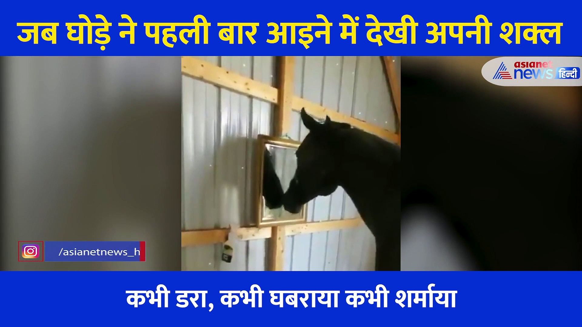 अपनी ही शक्ल आइने में देख घबराया काला घोड़ा, फिर शर्माते हुए की ऐसी हरकत... जमकर वायरल हो रहा Video