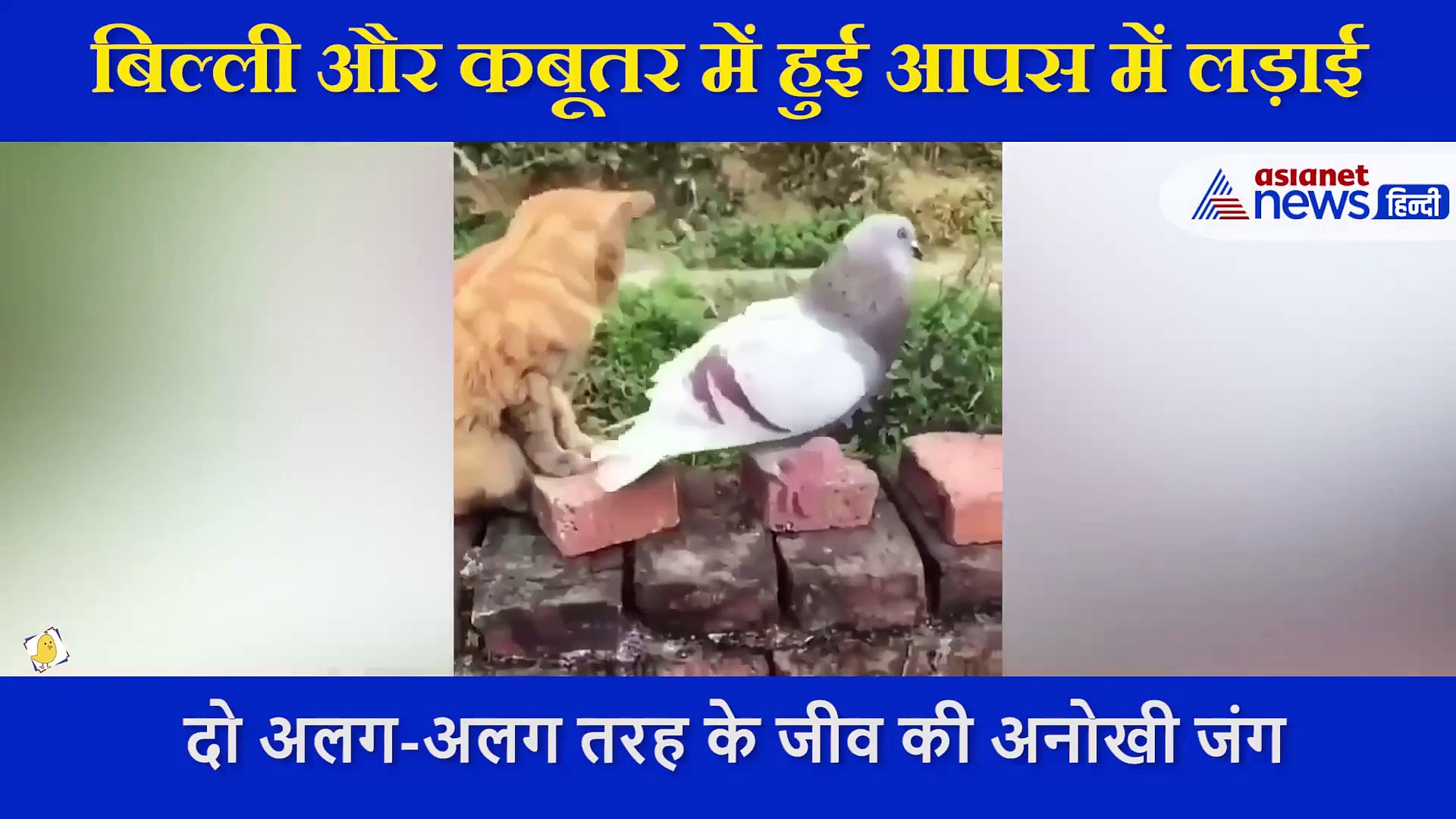 आपस में भिड़ गए कबूतर और बिल्ली, नहीं देखी आपने ऐसी अनोखी लड़ाई