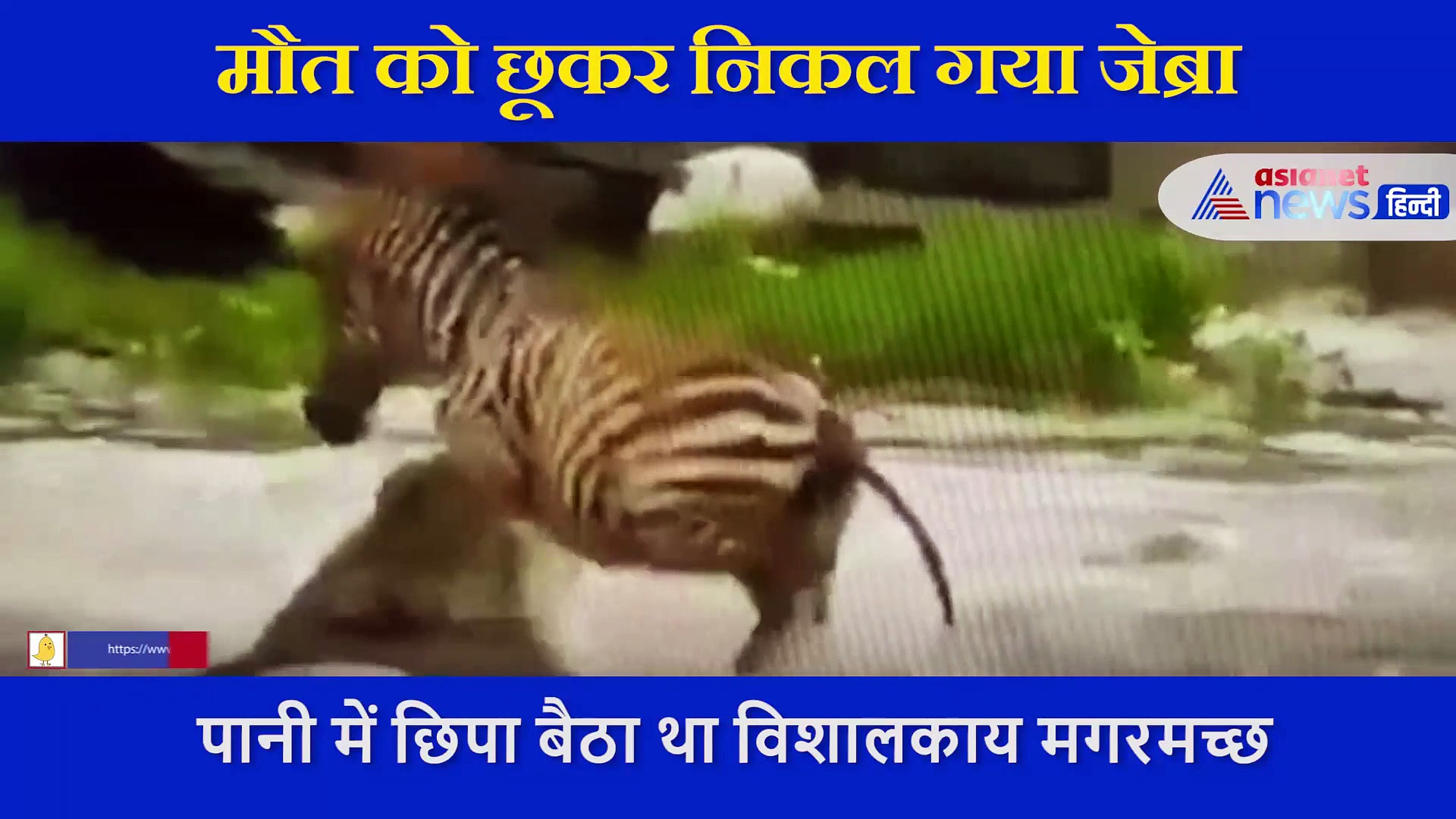 Shocking: पानी छिपा बैठा था विशालकाय मगरमच्छ, मौत को छूकर निकला जेब्रा