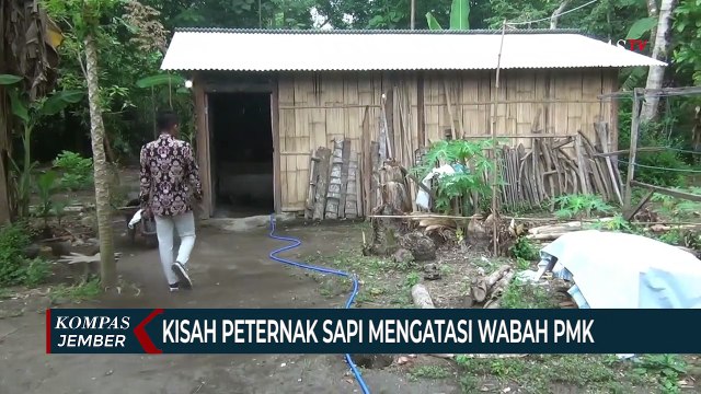 Kisah Peternak Sapi di Lumajang Berjuang Mengatasi Wabah PMK