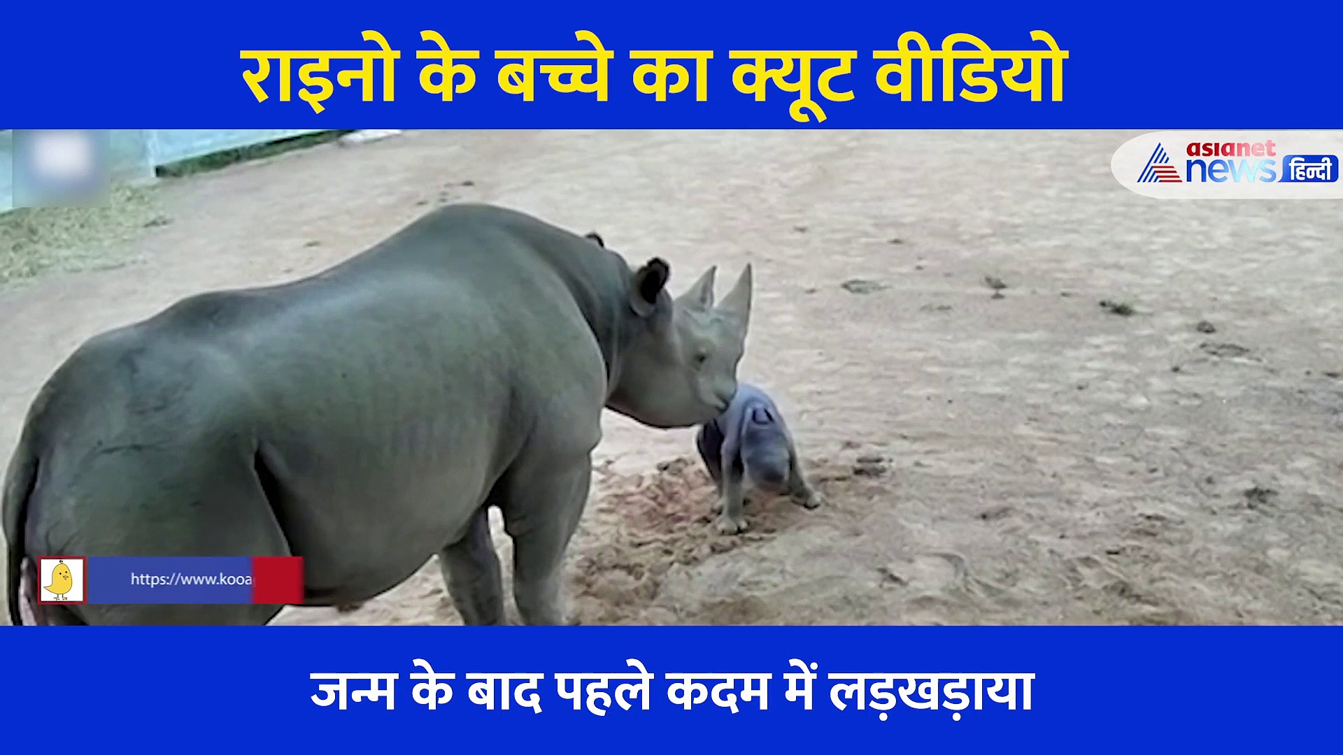 पैदा होते ही चलने की जल्दी में मुंह के बल गिरा बेबी राइनो,  कैमरे में कैद हुए पहले कदम