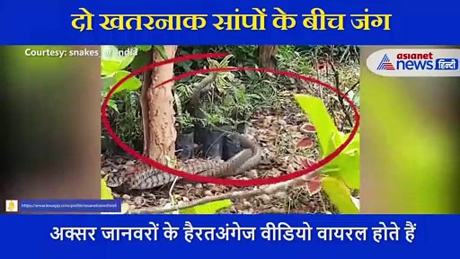 VIDEO:दो खतरनाक सापों के बीच हुई जबर्दस्त जंग , एक-दूसरे ऐसे किया Attack
