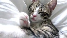 Baby Cat Sleeps with the Tongue Out and an Eye Open