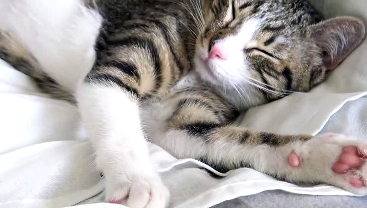 I Am a Sleep Specialist