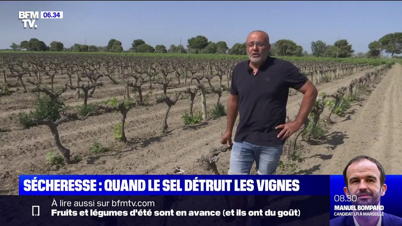 Sécheresse: quand le sel détruit les vignes en Camargue