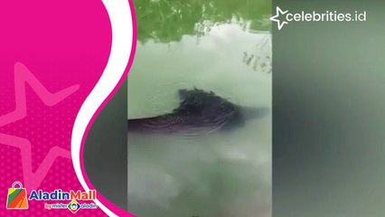 Penampakan Ikan Raksasa di Danau Ranu Pakis Lumajang Hebohkan Warga