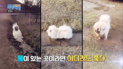 물 없이는 못 살아! 물 집착견 환웅이!