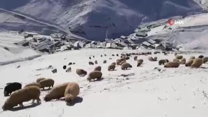 Download Video: Bayburt'un yüksek kesimlerinde Mayıs ayında kar