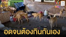 เวทนาสุนัข 15 ตัว ถูกทิ้งให้อดอยากจนต้องกินกันเอง | ข่าวเที่ยงอมรินทร์ | 20 พ.ค.65