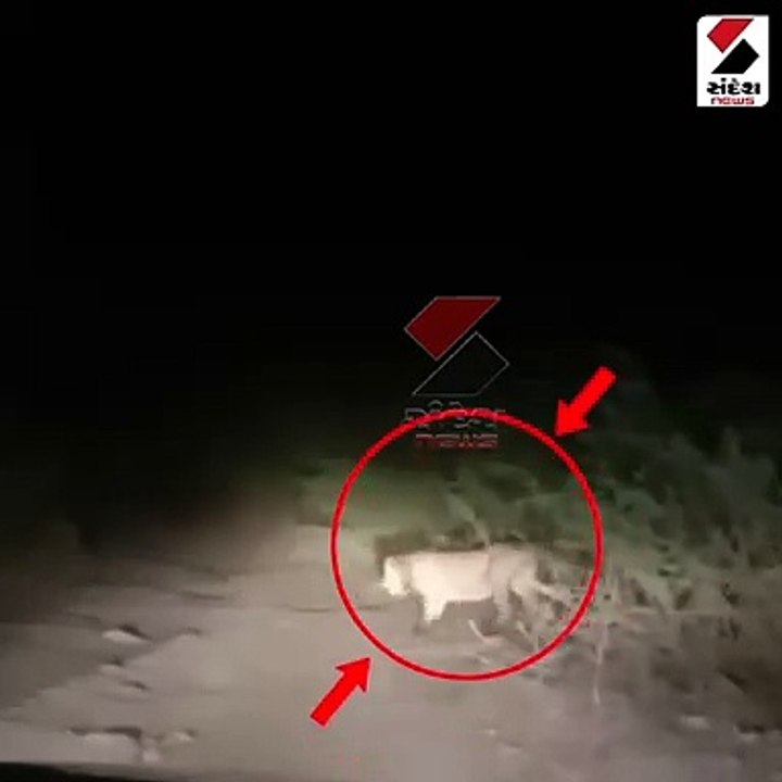 અમરેલીમાં ફરી સિંહોની પજવણીનો વીડિયો આવ્યો સામે