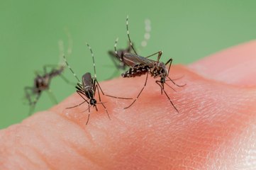 Moustiques, 4 astuces pour ne pas se faire piquer la nui