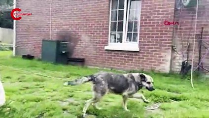 Sosyal medya kaderini değiştirdi: 'Poppy' Zonguldak'tan Londra'ya gitti